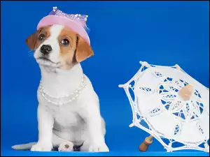Pies, Parasol, Jack russell terrier, Kapelusz