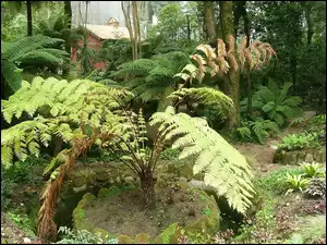 Ogród, Portugalia, Paproć, Sintra