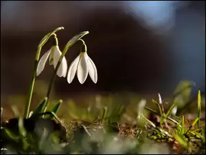 Kwiaty, Przebiśniegi, Białe