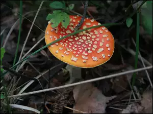Muchomor, Jesień, Grzyb
