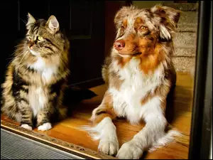 Kot, Australian shepherd, Pies, Owczarek australijski
