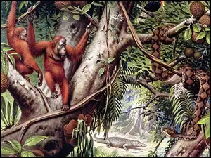 Małpy, Liany, Orangutany, Dżungla