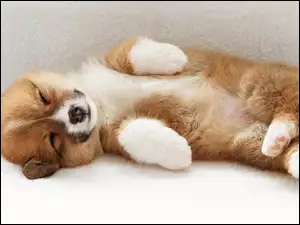 Śpiący, Akita Inu, Słodki, Szczeniaczek