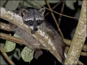 Listki, Lemur, Drzewo