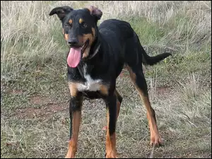 Kelpie, umaszczenie, czarne, podpalane