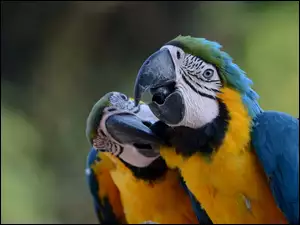 Ary, Dwie, Papugi
