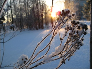 Łodyżki, Las, Zamrożona, Śnieg, Roślina, Owoce