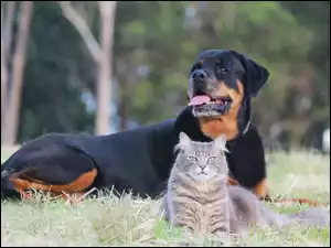 Rottweiler, Park, Kot, Łąka