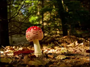 Liście, Las, Muchomor