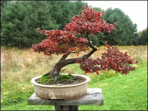 Las, Bonsai, Łąka, Drzewko