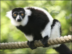 Linie, Lemur, Na