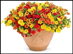 Gliniana, Ogrodowa, Donica, Petunia