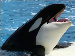 Orka, Basen
