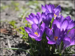 Fioletowe, Krokusy