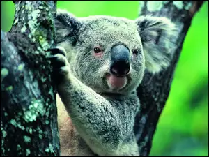Drzewo, Miś, Koala