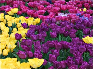Kolorowe Tulipany