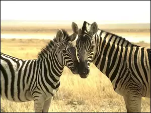 Zebry, Trawa, Dwie