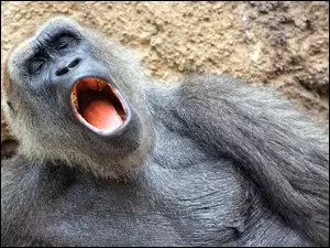 Goryl