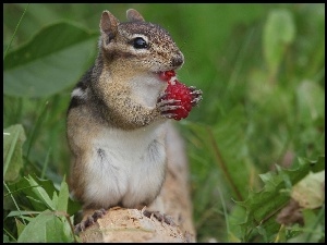 Chipmunk, Malinka