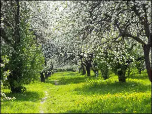 Park, Wiosna, Kwitnące, Drzewa