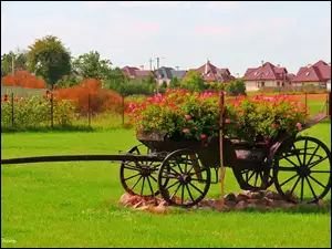Ogród, Trawa, Kwiaty, Bryczka