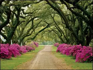 Park, Rododendrony, Aleja, Kwitnące