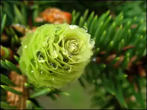 Rosa, Gałązka, Zielona, Iglaka, Szyszka
