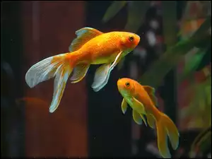 Welony, Rybki, Dwa