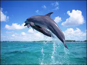 Delfiny, Chmury, Woda, Niebo