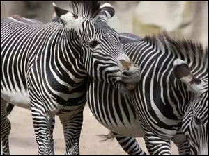 Zebry