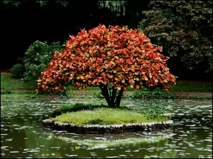 Drzewko Bonsai, Park, Wysepka