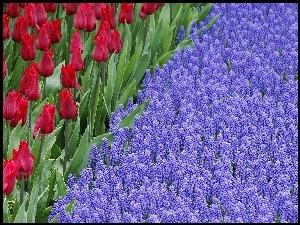 Szafirki, Piękne, Czerwone, Kwiaty, Tulipany