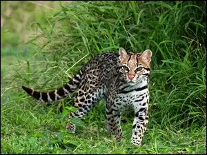 Ocelot, Trawa