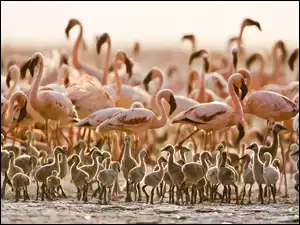 Tanzania, Flamingi, Pisklęta