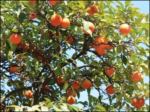 Drzewie, Pomarańcze, Na