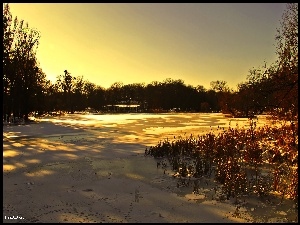Zamarznięte, Drzewa, Jezioro, Zima