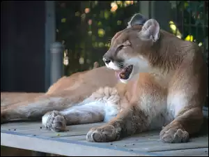 Puma, Zoo