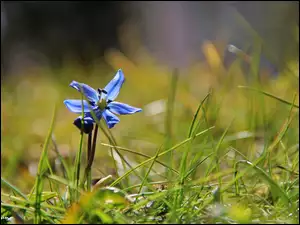 Cebulica Syberyjska, Trawa