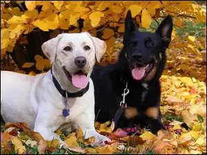 Niemiecki, Biały, Retriever, Labrador, Owczarek