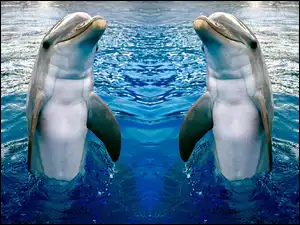 Dwa, Delfinki