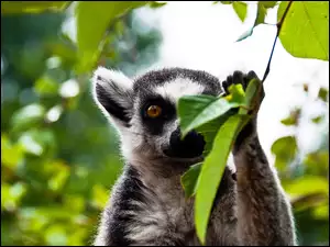 Lemur, Las, Katta, Liście