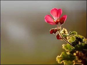 Czerwona, Pelargonia