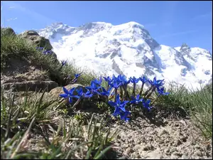 Goryczka Alpejska, Góry, Kwiaty