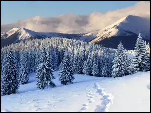 Góry, Zima, Chmury, Las