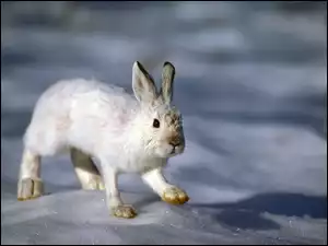 Śnieg, Biały, Zając
