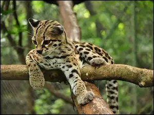Młody, Drzewo, Kociak, Margay