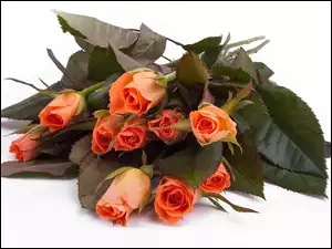 Bukiet, Herbaciane, Róże