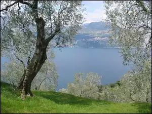 Wiosna, Rzeka, Kwitnące, Góry, Drzewa
