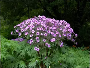 Pelargonia, Kwiatki, Liście