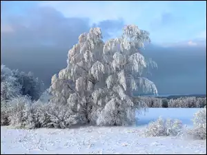 Zima, Drzewa, Śnieg